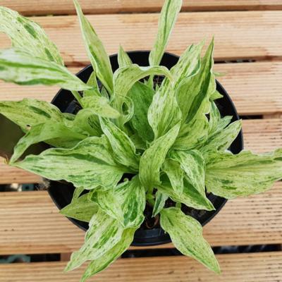Hosta 'London Fog' Hosta 'London Fog'